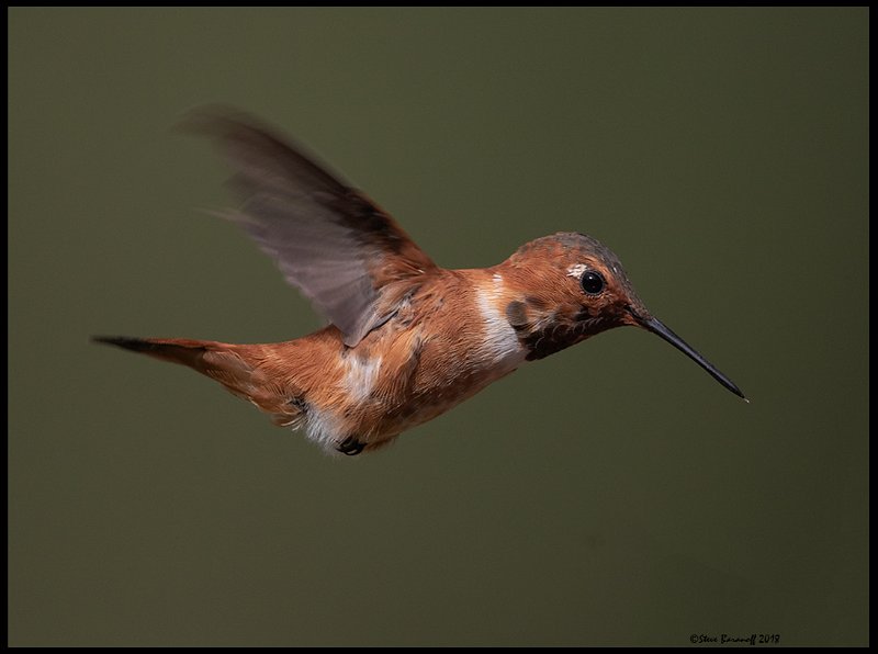 _8SB8678 rufous hummingbird.jpg
